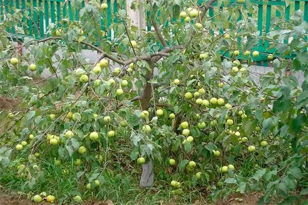 Братчуд крона яблони2