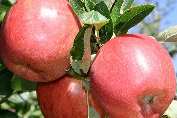 Бребурн11 Посадка яблони8