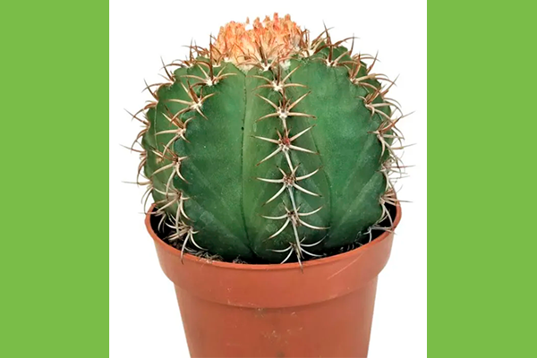 Бродвей Виды мелокактусов5