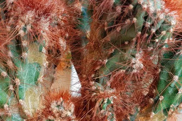 Бурая пятнистость, или антракноз Заболевания кактусов1