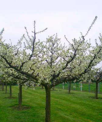 Чашевидная крона крона яблони42