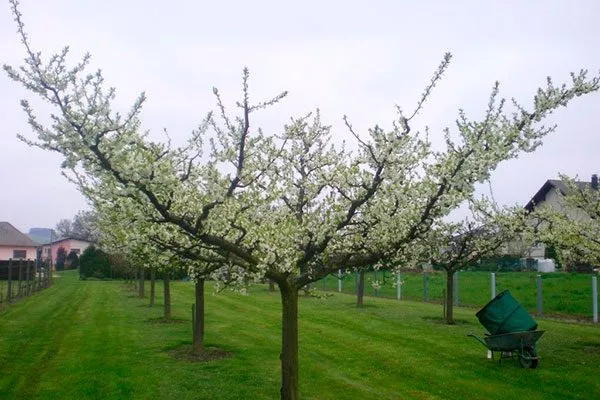 Чашевидная крона крона яблони42