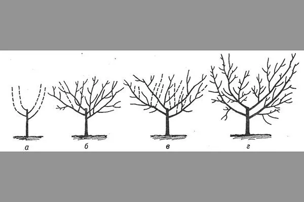 Чашевидная крона1 крона яблони43