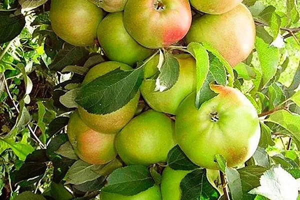 Чебурашка Посадка яблони71