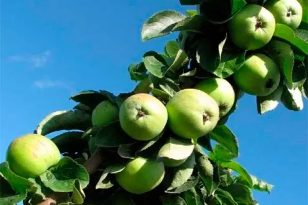 Чебурашка1 Посадка яблони72