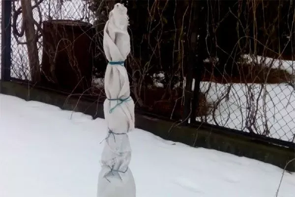 чехлы Зимовка яблони32