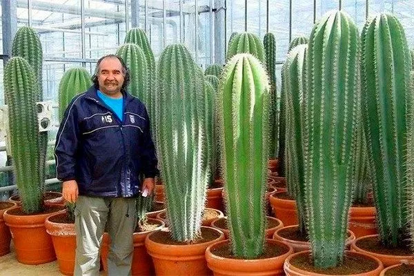 Чем чаще смотреть на кактусы, тем лучше они растут Мифы о кактусах21