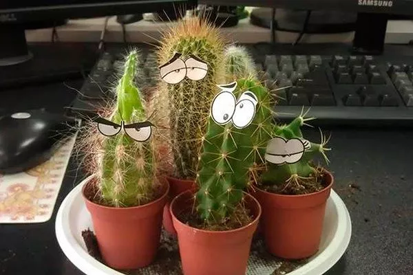 Чем меньше света, тем лучше для кактуса Мифы о кактусах20