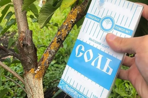 соль для обработки яблони