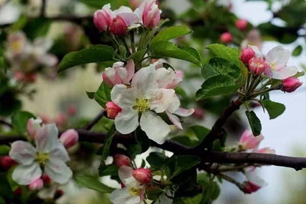 цветение яблонь - не время для обработки яблони