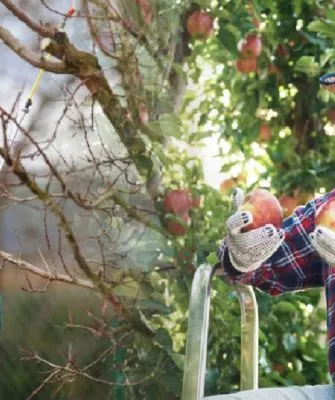 весенние обработки яблонь для хорошего урожая