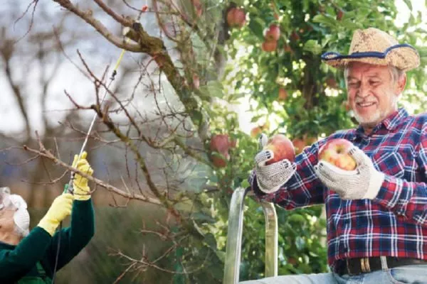 весенние обработки яблонь для хорошего урожая