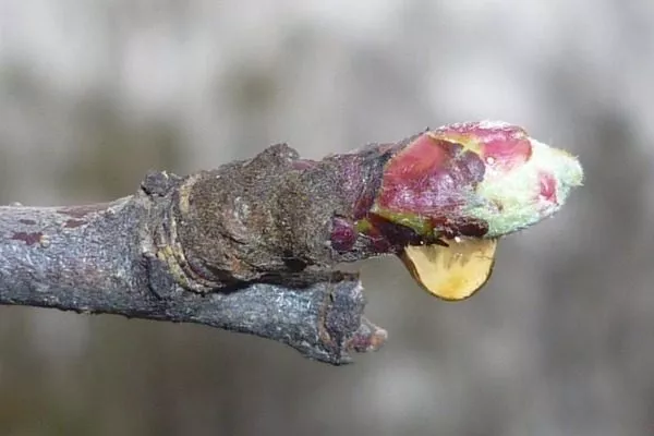 набухшая почка яблони