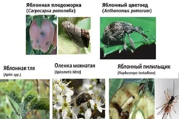 вредители яблони