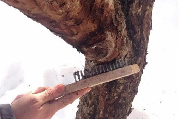 зачистка коры