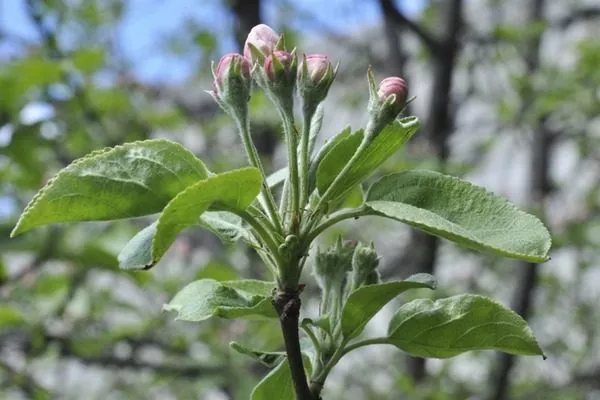бутоны яблони накануне цветения