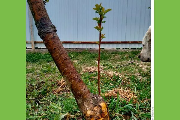 Чем отличается культурный саженец от дички Выбор саженца22
