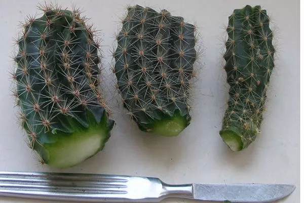 черенки кактуса подготовка