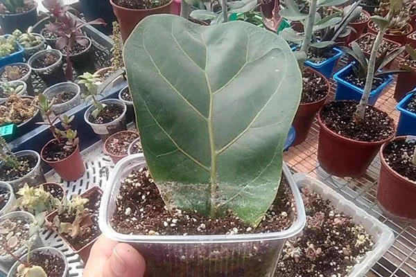 черенкование листа Фикус лиролистный бамбино29