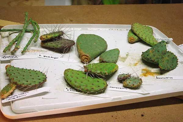 Черенкование Опунция описание30