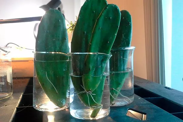 Черенкование2 Опунция описание31