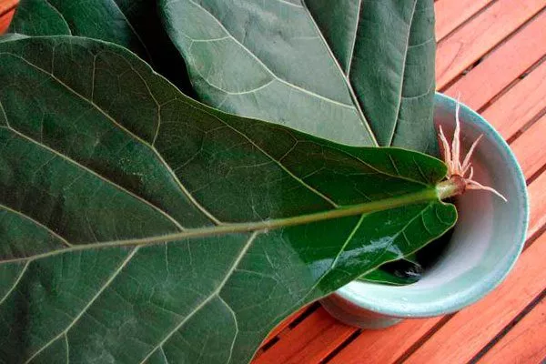 черенок Фикус лиролистный бамбино30