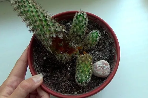 Чрезмерный полив