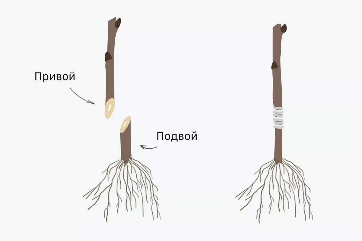 Что такое подвой и зачем он нужен Привой и подвой яблони9