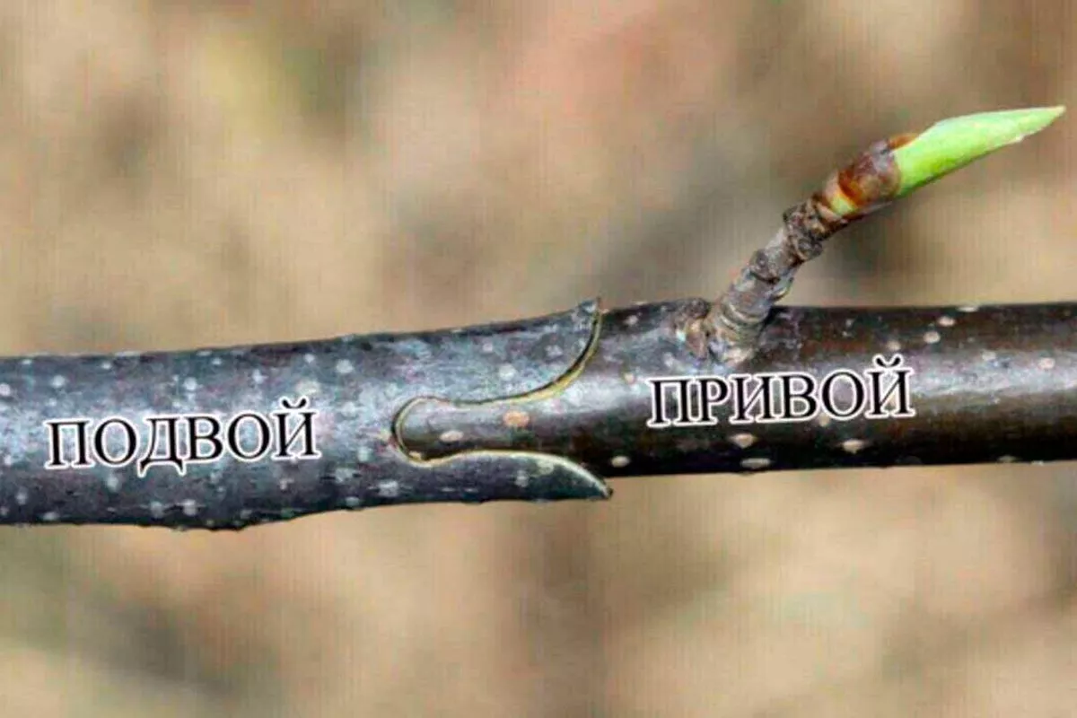 Что такое подвой и зачем он нужен2 Привой и подвой яблони10