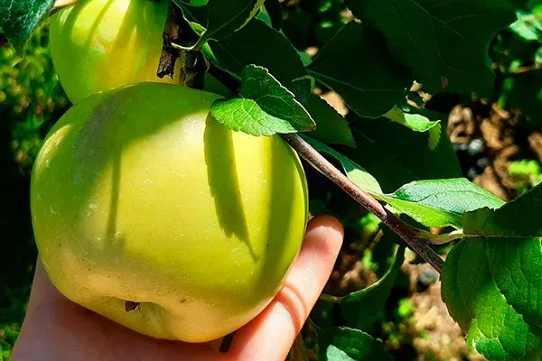 Чудное крона яблони44