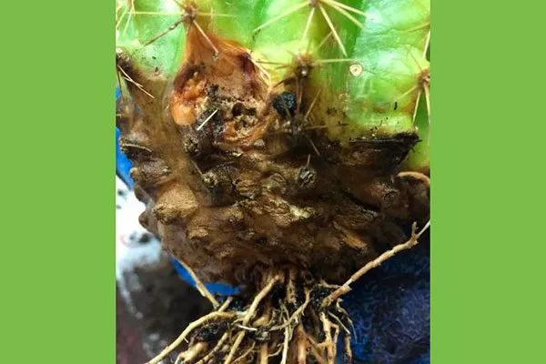 Чёрная корневая ножка корни кактуса15