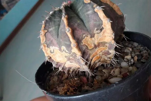 Чёрная ножка Заболевания кактусов30