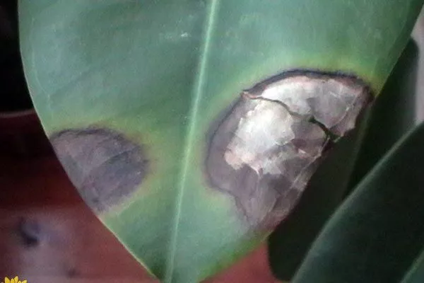 Чёрные пятна пятна на листьях15