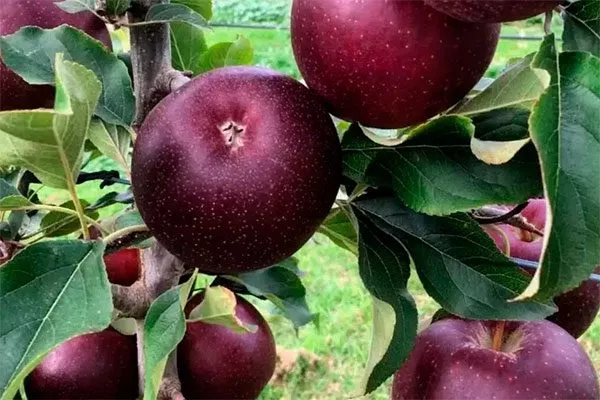 Чёрный принц Посадка яблони70