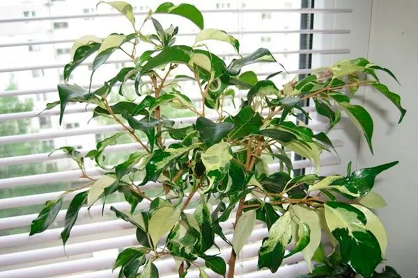 Curly1 Фикус бенджамина3