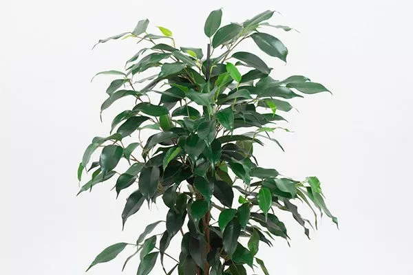 Danielle Фикус бенджамина4