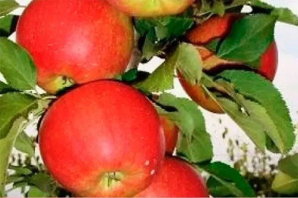 Дарья Посадка яблони15