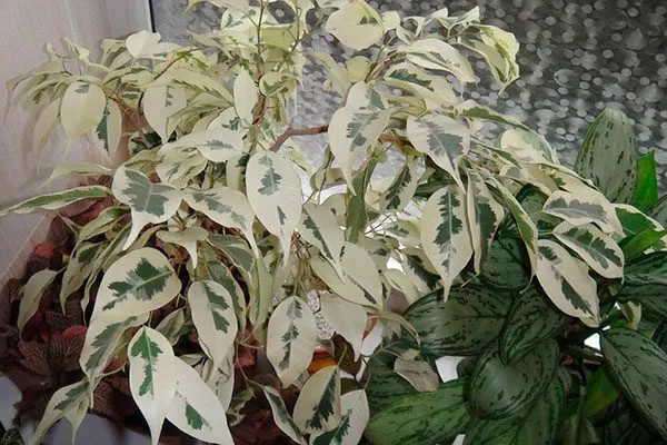 De Gantel Фикус бенджамина5