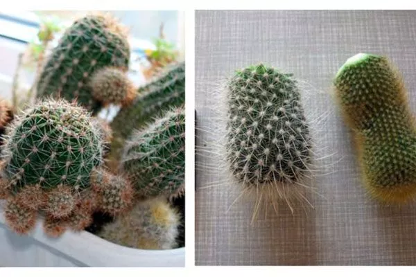 деление куста кактуса