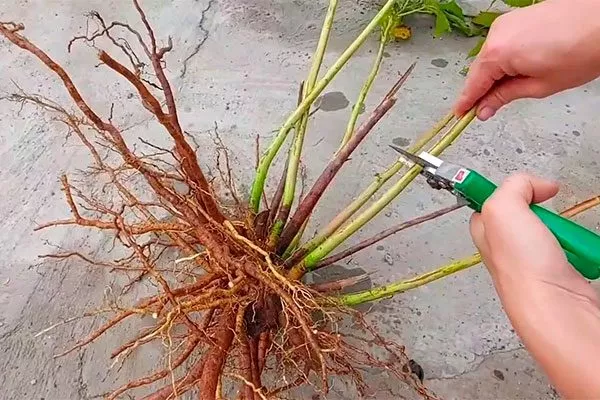 делением куста место посадки гибискуса4