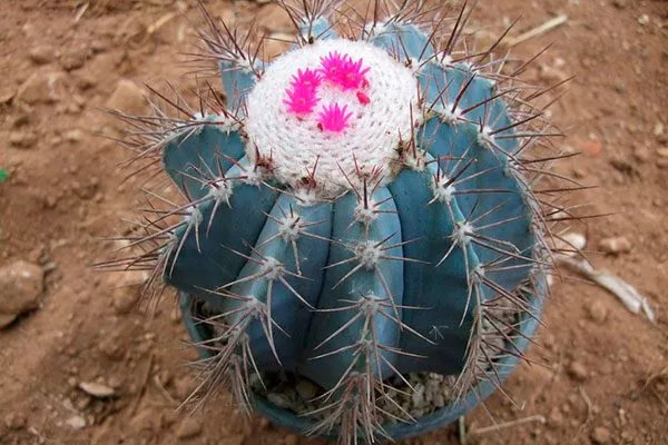 Делессера (Melocactus Delessertiartus) Виды мелокактусов7