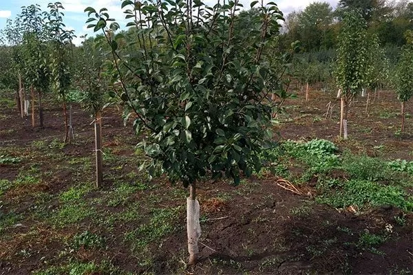 деревья возрастной категории от 4 до 6 лет