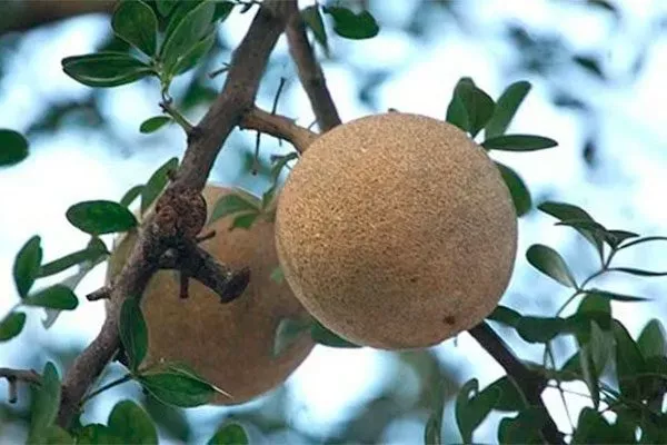 Деревянное яблоко сорта яблок с необычной формой3