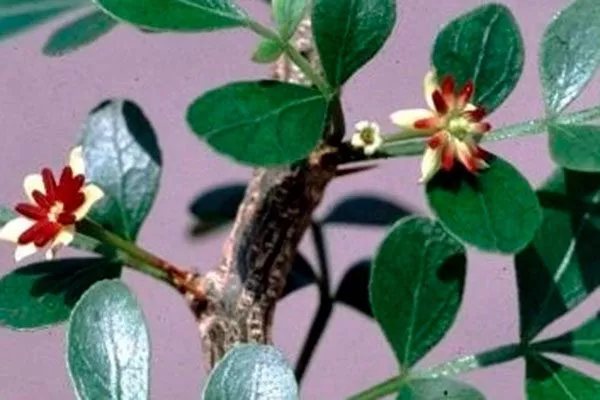 Деревянное яблоко4 сорта яблок с необычной формой6