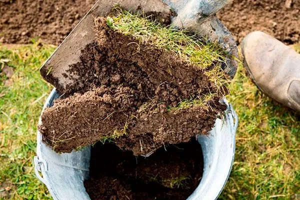 дерновая земля (измельчённая, освобождённая от остатков травы и камешков)