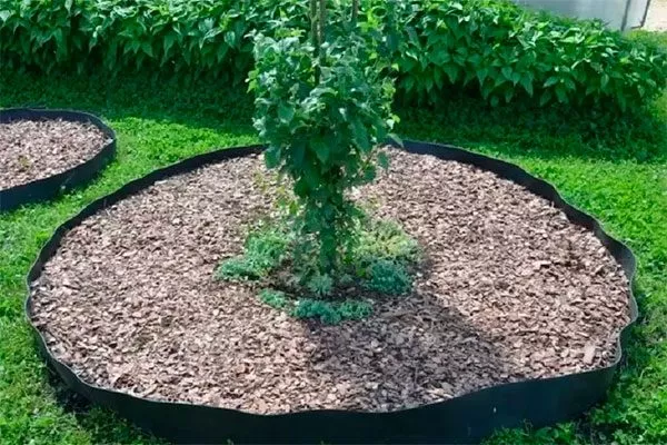 Дерново-мульчирующая система