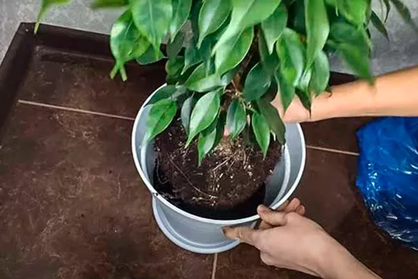 Держите горшок обеими руками, поддерживая дно и основание растения правила перемещения фикуса2