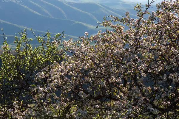 дикая яблоня Сиверса1 сорта яблони33