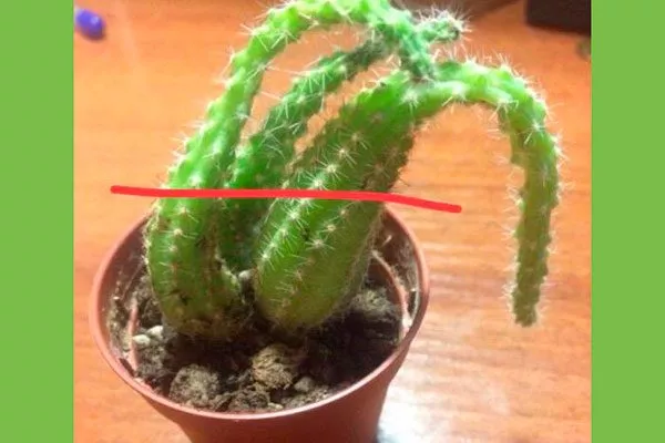 ликвидация деформированного стебля Как правильно обрезать кактусы3