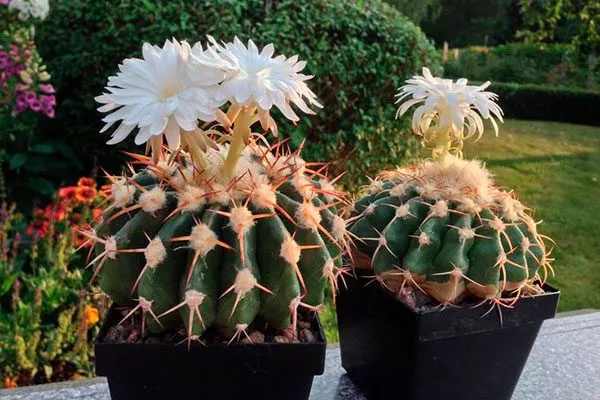 Дискокактус Феррикола Виды мелокактусов8